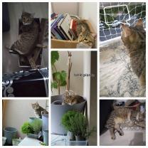 Demander ce catsitter