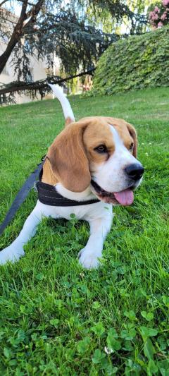 Service : chien Service : chien