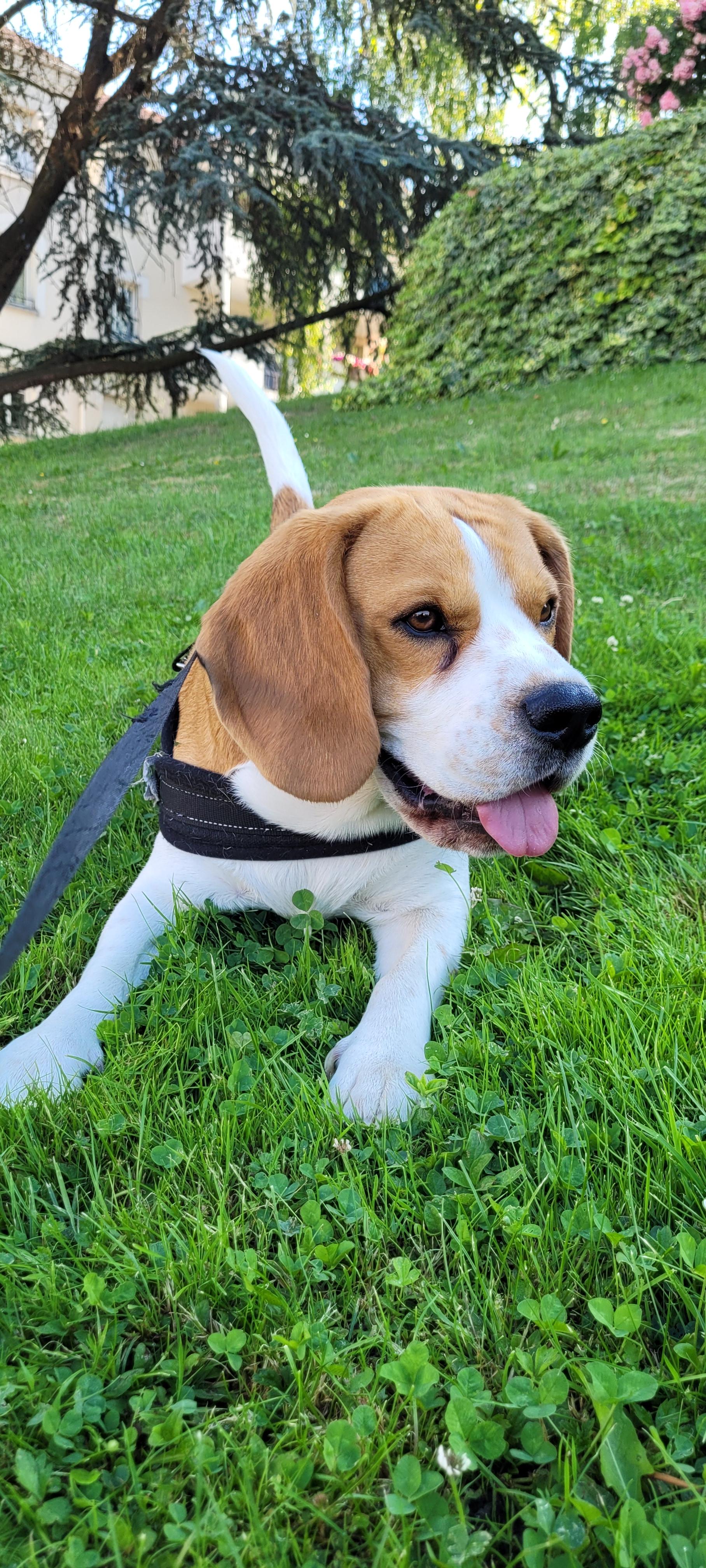 Service chien 95 entre particuliers