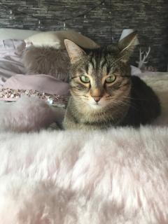 Demander ce catsitter