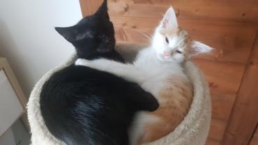 Demander ce catsitter