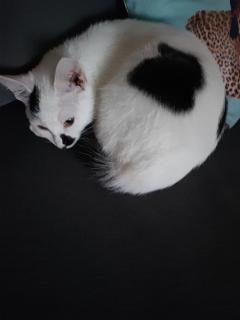 Demander ce catsitter