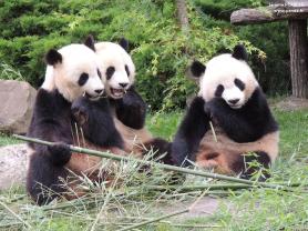 Service : chien Service : chien