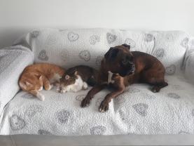 Service : garde animaux Service : garde animaux