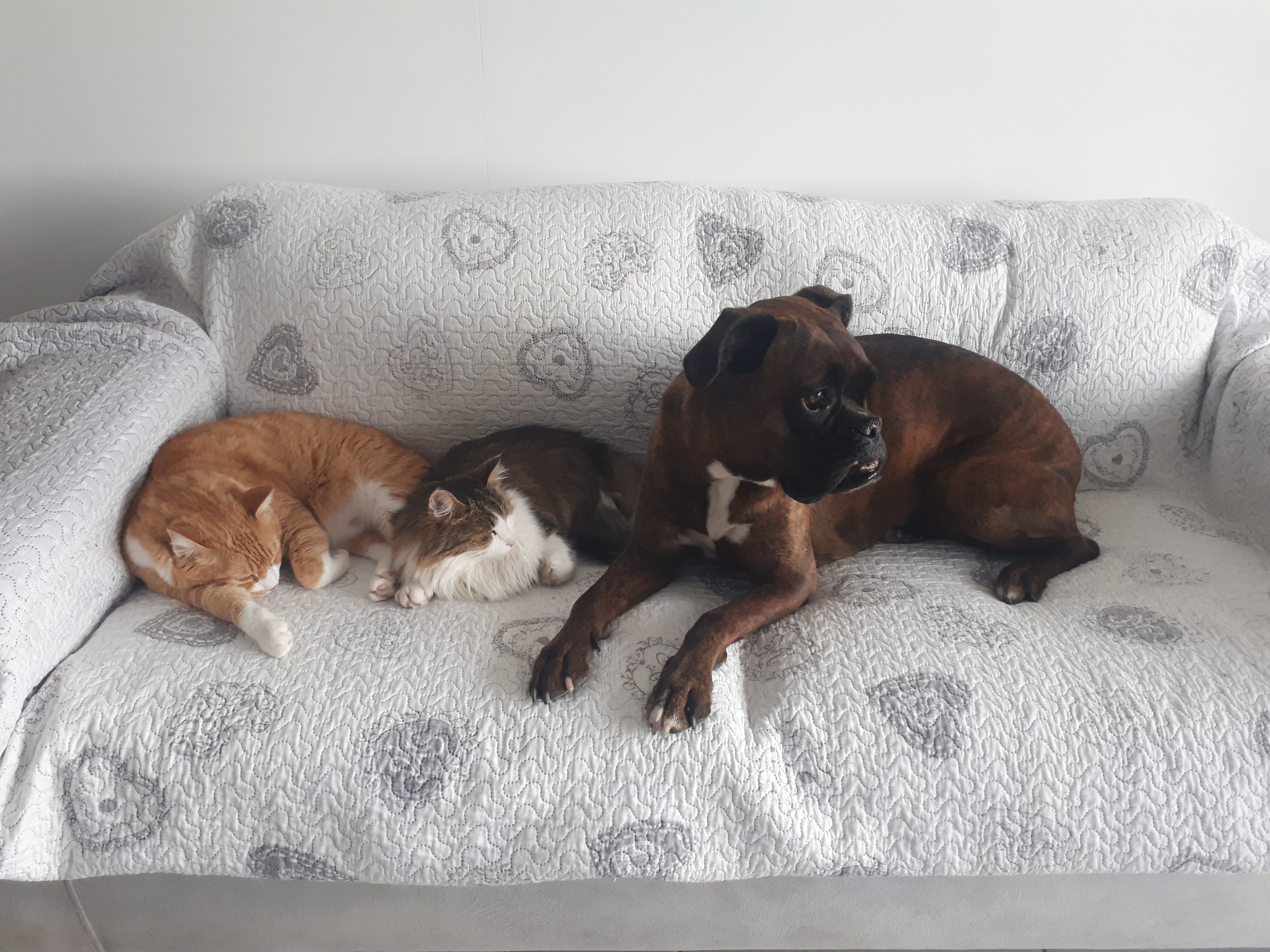 Service garde animaux 34 entre particuliers