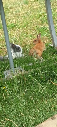 Service : garde lapin Service : garde lapin