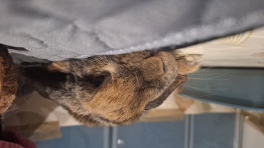 Service : garde lapin