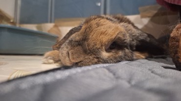 Service garde lapin Service garde lapin