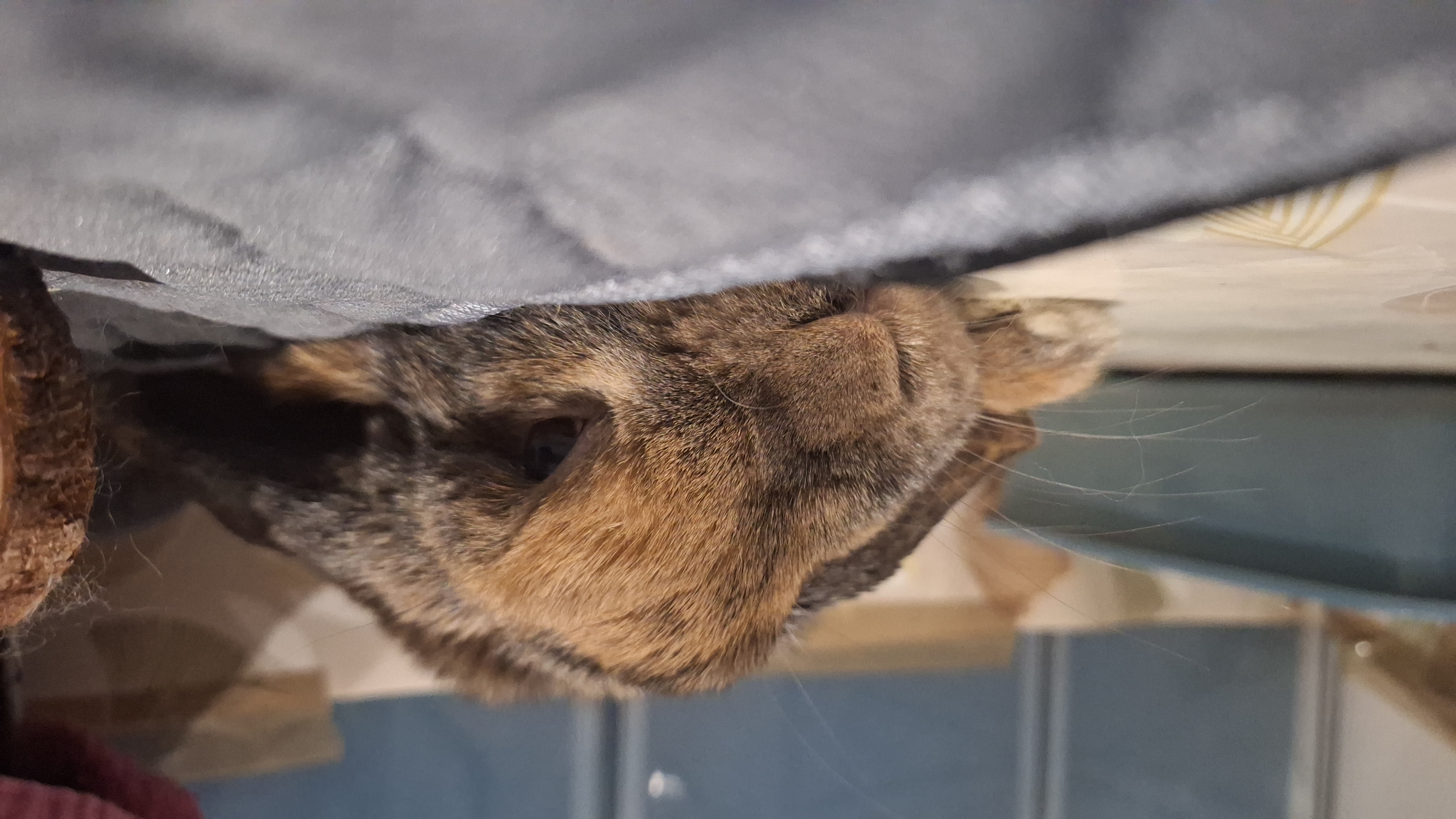 Service garde lapin 34 entre particuliers