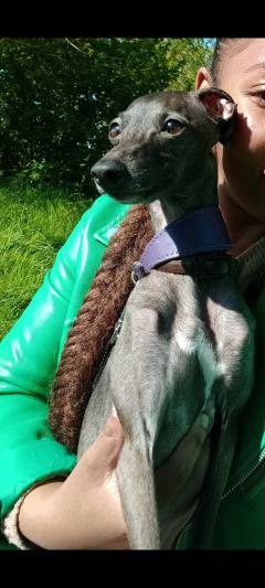 Demander ce petsitter
