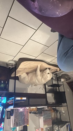 Service : garde animaux Service : garde animaux