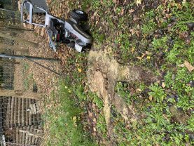 Location : rogneuse de souche