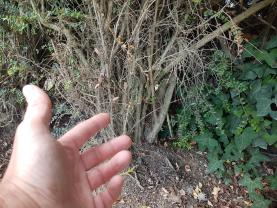 Location : broyeur a vegetaux Location : broyeur a vegetaux