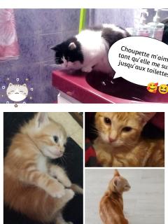 Service : chat Service : chat