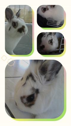 Service : garde lapin Service : garde lapin