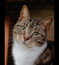 Service garde de chat Service garde de chat