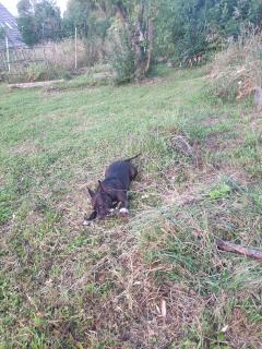 Demander ce petsitter