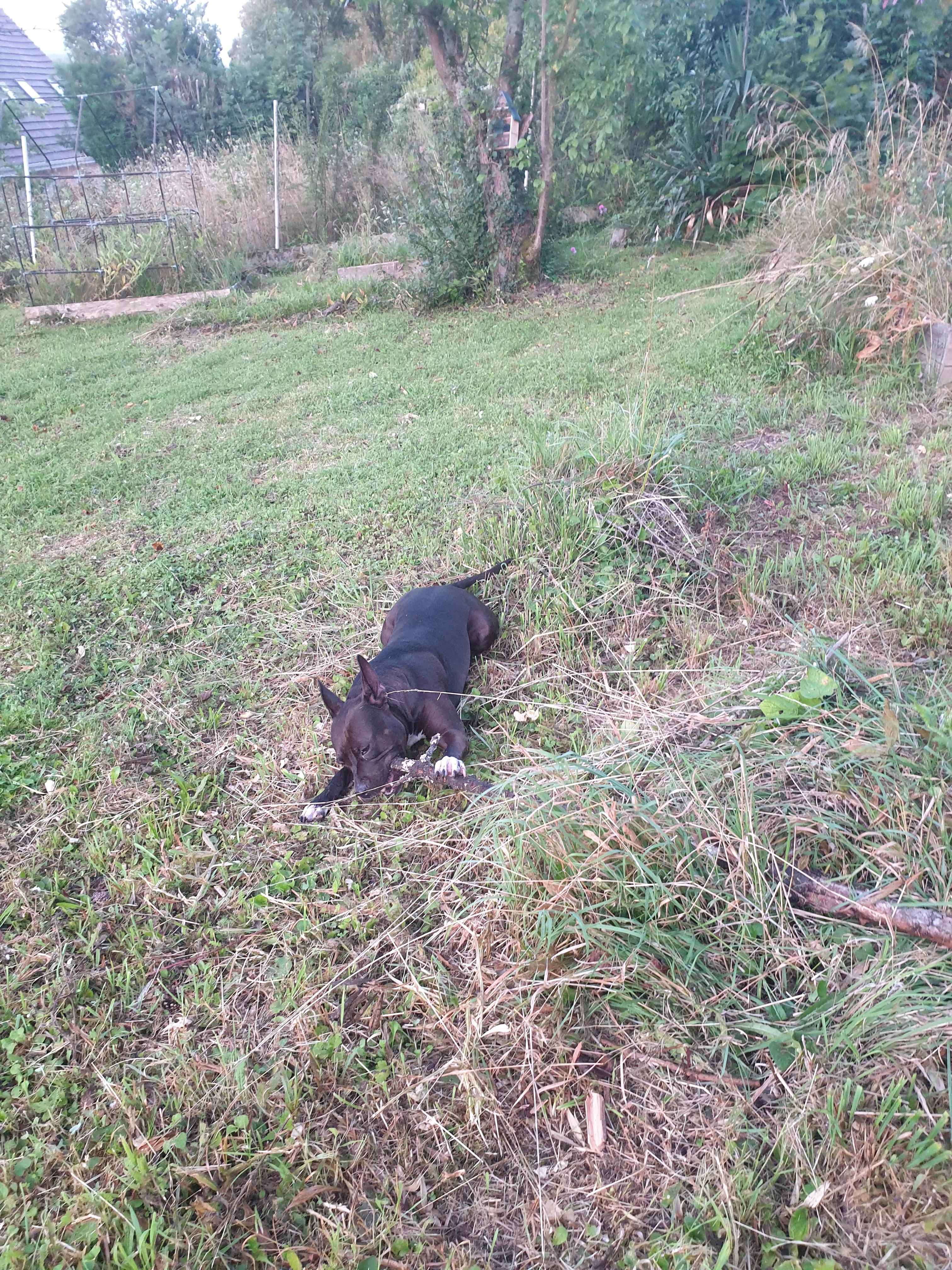 Service chien 60 entre particuliers