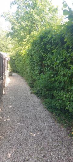 Service : taille de haies Service : taille de haies