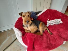 Service : chien Service : chien