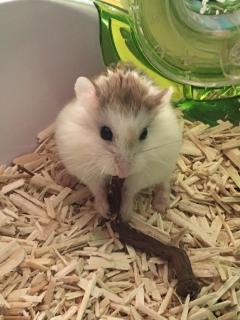 Service : rongeur Service : rongeur