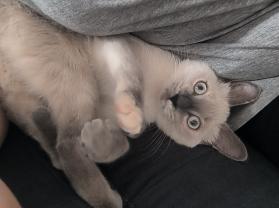 Service : garde animaux Service : garde animaux