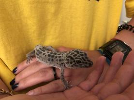 Service : reptile Service : reptile