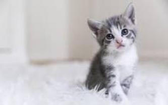 Service : garde animaux Service : garde animaux