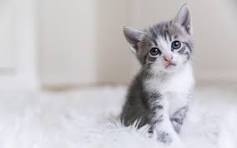 Service garde animaux 92 entre particuliers