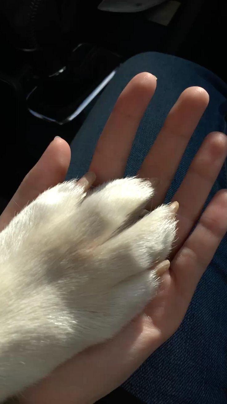 Service garde animaux 13 entre particuliers