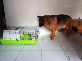 Service : garde animaux Service : garde animaux