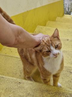 Demander ce catsitter