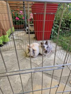 Service : garde lapin Service : garde lapin