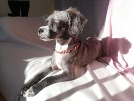 Service : chien Service : chien