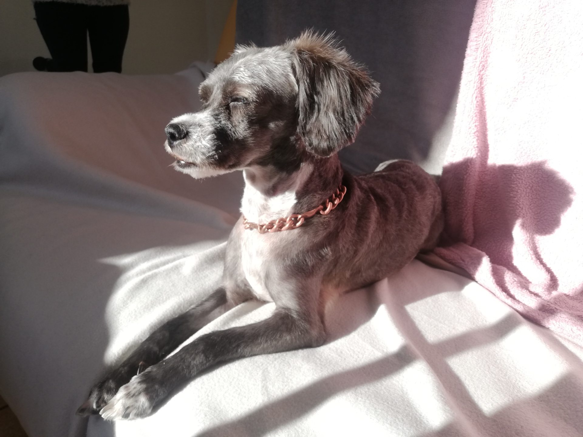 Service chien 40 entre particuliers