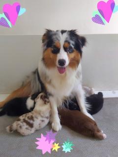 Service : chien Service : chien