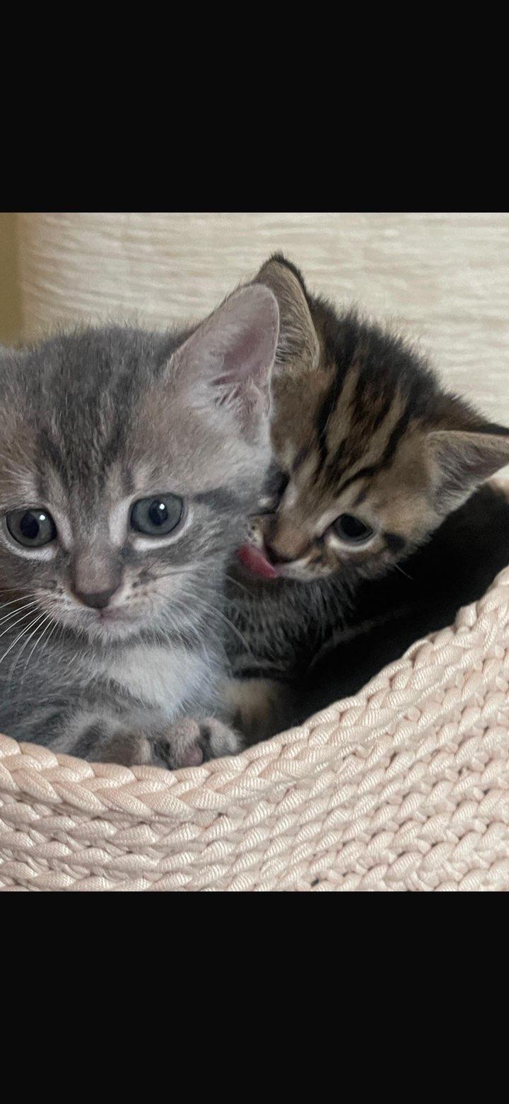 Service garde animaux 42 entre particuliers