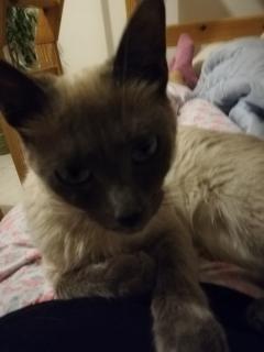 Service : chat Service : chat