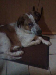 Service : chien Service : chien