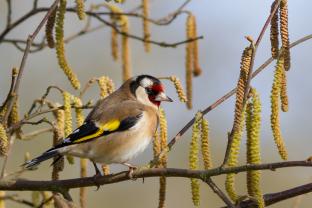 Service amenagement jardin entre particuliers