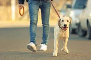 Service promeneur chien entre particuliers