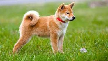 Service : chien Service : chien