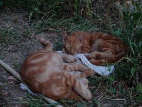 Service : chat Service : chat