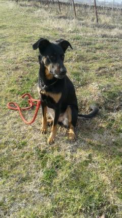 Service : chien Service : chien