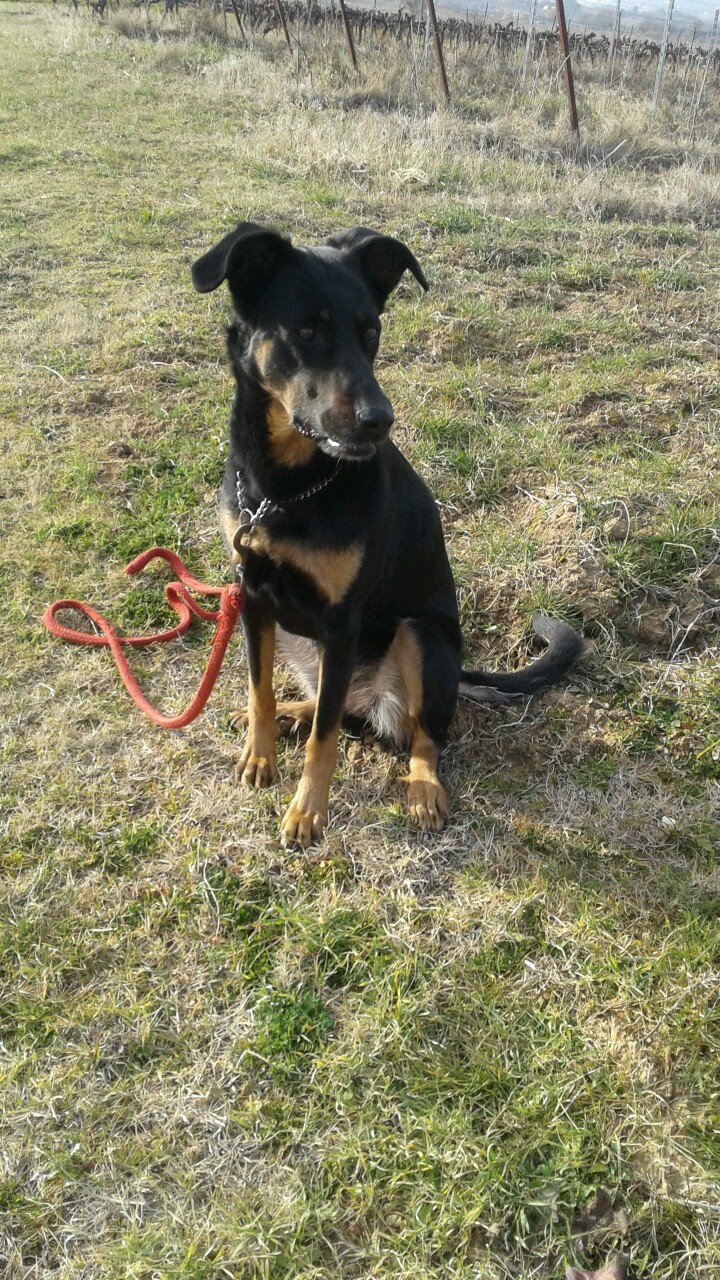 Service chien 83 entre particuliers