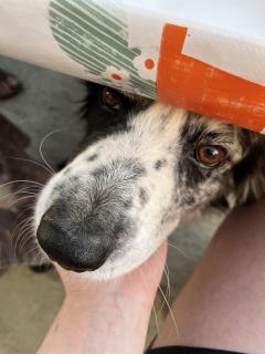 Service : garde animaux Service : garde animaux