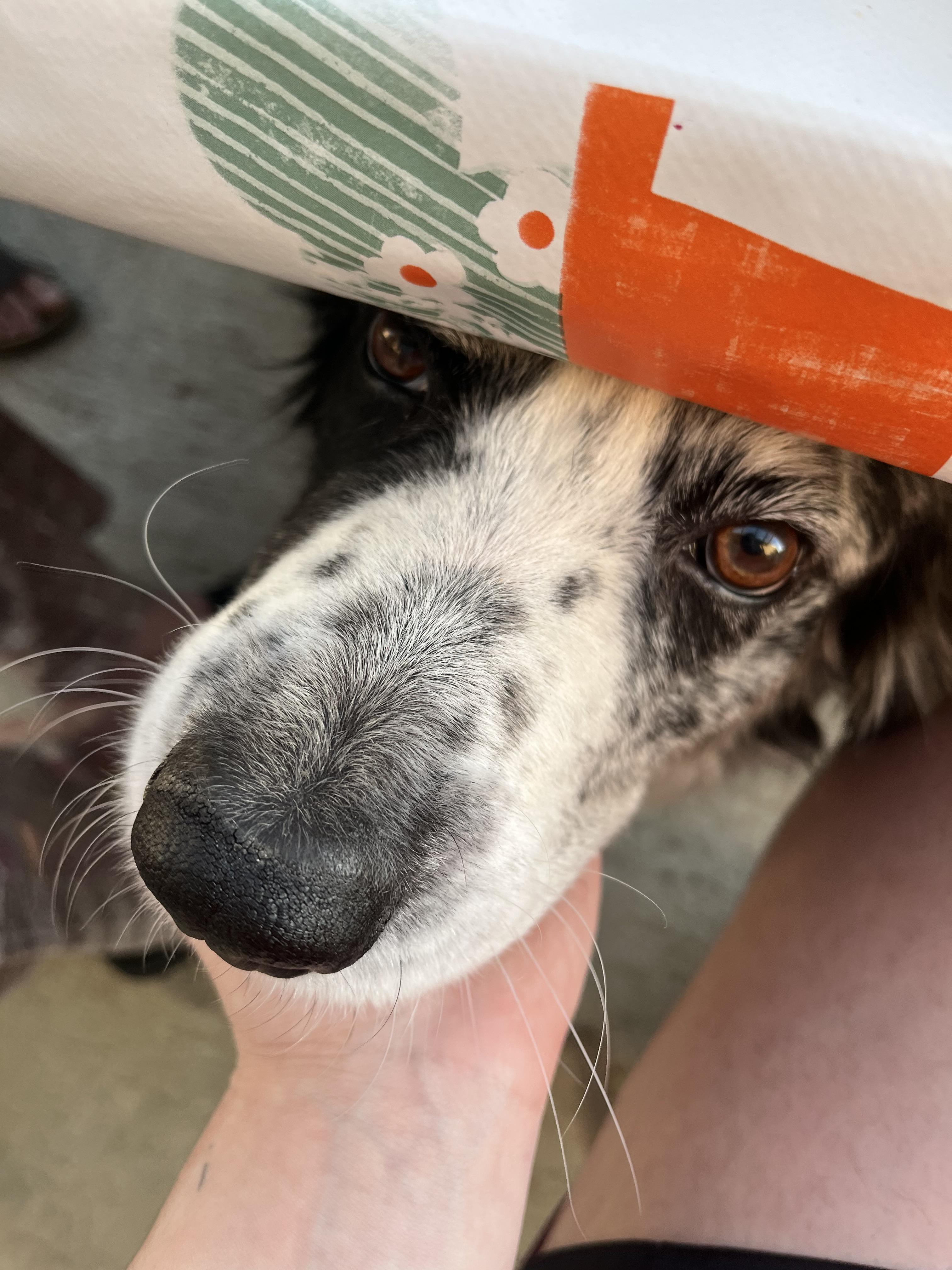 Service garde animaux 37 entre particuliers