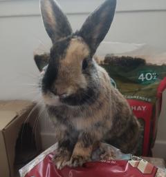 Service : garde lapin Service : garde lapin