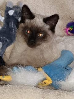 Service : chat Service : chat