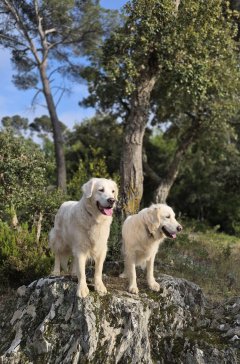 Service : chien Service : chien